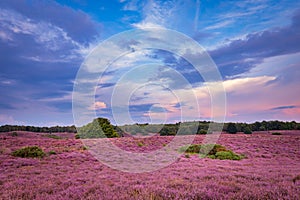 Blooming heather Veluwe Netherlands