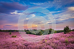 Blooming heather Veluwe Netherlands