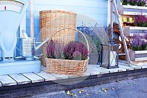 Blooming heather, wicker baskets and gardentool in backyard home in autumn. Decor terrace of countryhouse. Gardening concept. Orna