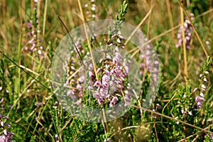 Blooming heathers in Stolowe Mountains National Park in Poland