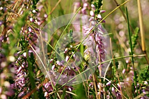 Blooming heathers in Stolowe Mountains National Park in Poland