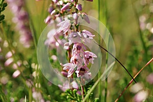 Blooming heathers in Stolowe Mountains National Park in Poland