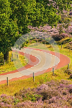 Blooming heathland with road at the Dutch Veluwe national park