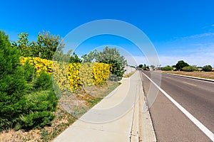 Blooming Hedge along City Road in Phoenix, AZ photo