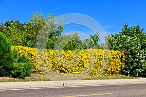 Blooming Hedge along City Road in Phoenix, AZ photo