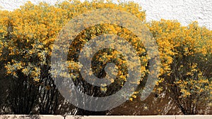 Blooming Hedge made of Yellow Feathery Cassia