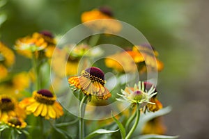 Blooming helenium flowers