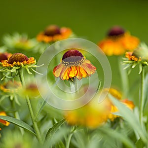 Blooming helenium flowers