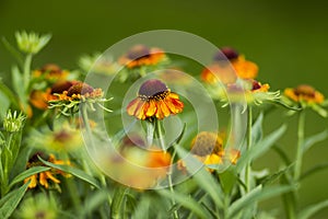 Blooming helenium flowers