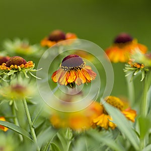 Blooming helenium flowers