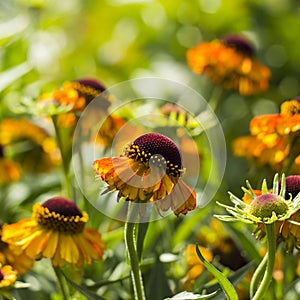 Blooming helenium flowers
