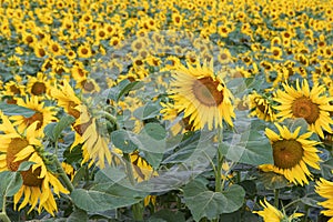 Blooming Helianthus - Sunflower in a spring field. Yellow flowers above which is a dramatic sky with clouds. Sky at sunset