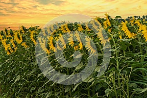 Blooming Helianthus - Sunflower in a spring field. Yellow flowers above which is a dramatic sky with clouds. Sky at sunset