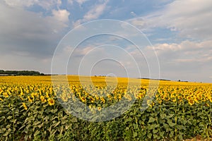 Blooming Helianthus - Sunflower in a spring field. Yellow flowers above which is a dramatic sky with clouds. Sky at sunset