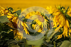 Blooming Helianthus - Sunflower in a spring field. Yellow flowers above which is a dramatic sky with clouds. Sky at sunset