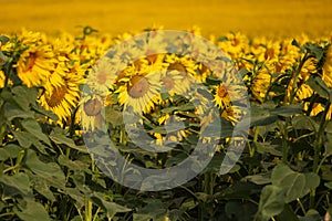 Blooming Helianthus - Sunflower in a spring field. Yellow flowers above which is a dramatic sky with clouds. Sky at sunset