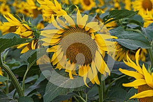 Blooming Helianthus - Sunflower in a spring field. Yellow flowers above which is a dramatic sky with clouds. Sky at sunset