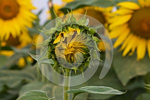 Blooming Helianthus - Sunflower in a spring field. Yellow flowers above which is a dramatic sky with clouds. Sky at sunset