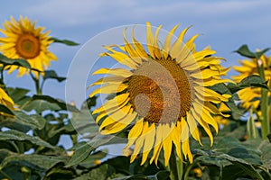 Blooming Helianthus - Sunflower in a spring field. Yellow flowers above which is a dramatic sky with clouds. Sky at sunset