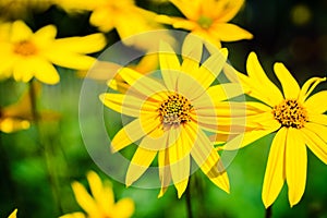 Blooming Helianthus tuberosus sunroot, topinambur in the garden