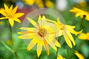 Blooming Helianthus tuberosus sunroot, topinambur in the garden