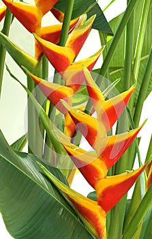 Blooming heliconia flowers