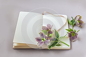 Blooming Hellebore and open sketchbook with blank pages