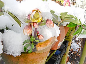 Blooming hellebores covered in snow