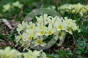 Blooming hellebores in the forest