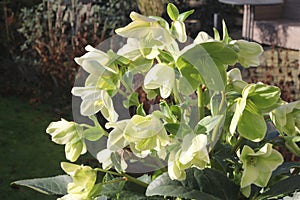 Blooming Helleborus Niger (Hellebore) in a Dutch garden in winter