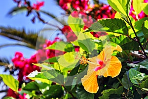 Blooming hibiscus flowers in spring time. Madeira island