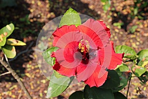 blooming hibiscus in luang prabang (laos)