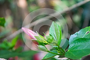 Blooming Hibiscus rosa-sinensis flower Shoe Flower