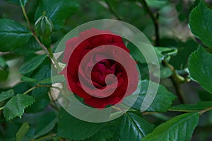 Blooming high rose bush with red flowers in garden