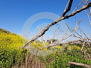 Blooming Hills, Bolsa Chica Wetlands Ecological Preserve, Orange County, California. Yellow Flowers and weathered dead branches photo