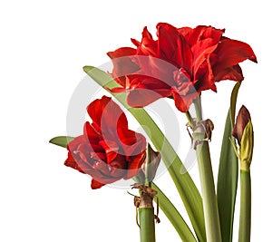 Blooming Hippeastrum (amaryllis) \