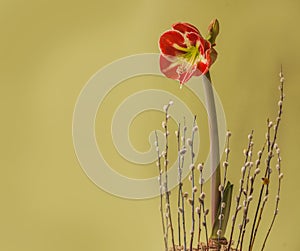 Blooming Hippeastrum amaryllis Samba Galaxy Group and willow branches