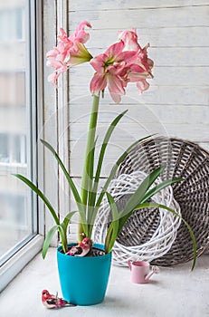 Blooming  Hippeastrum Amaryllis  Symphony Double