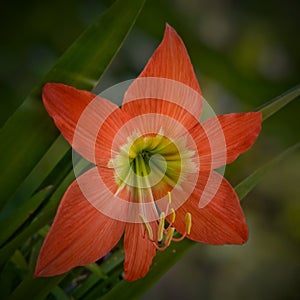 Blooming Hippeastrum puniceum petals photo