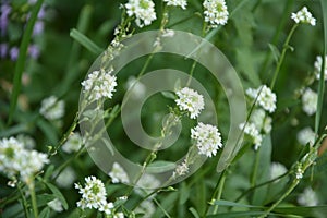 Blooming hoary alyssum Berteroa incana in the September forest