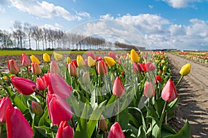 Blooming holland tulips