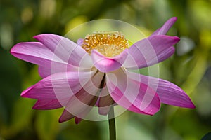 Blooming holy lotus