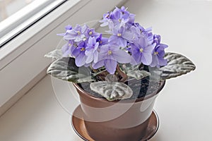 Blooming home blue violets in a plastic pot on the windowsill in the room.