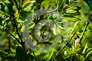 Blooming honeysuckle branch with new green leaves