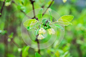 Blooming honeysuckle branch in rainy day