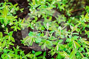 Blooming honeysuckle branch in rainy day