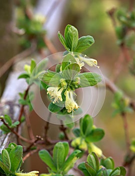 Blooming honeysuckle flowers in spring garden. Lonicera caerulea bush