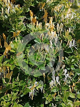 Blooming honeysuckle  with white and yelow flowers