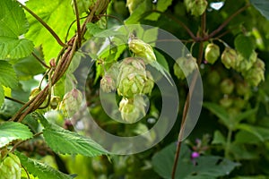 Blooming hop cones on a sunny day. Stem, leaves, liana and flowers of hops growing in nature. Green hops are an ingredient in beer