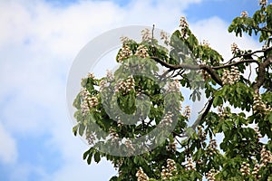 Blooming Horse Chestnut tree